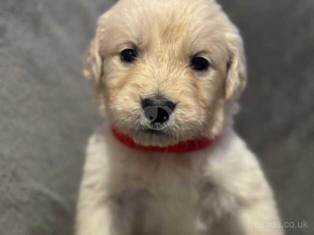 Quality golden retrievers! for sale in Birmingham, West Midlands - Image 3