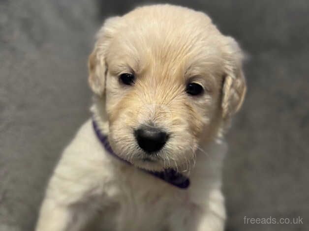 Quality golden retrievers! for sale in Birmingham, West Midlands - Image 4