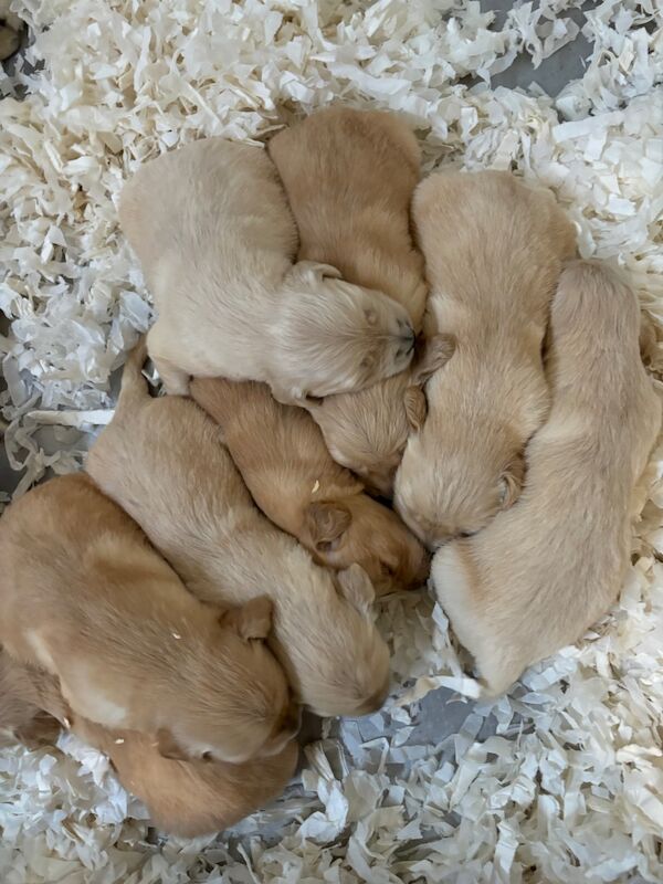 Golden Retriever Puppies For Sale