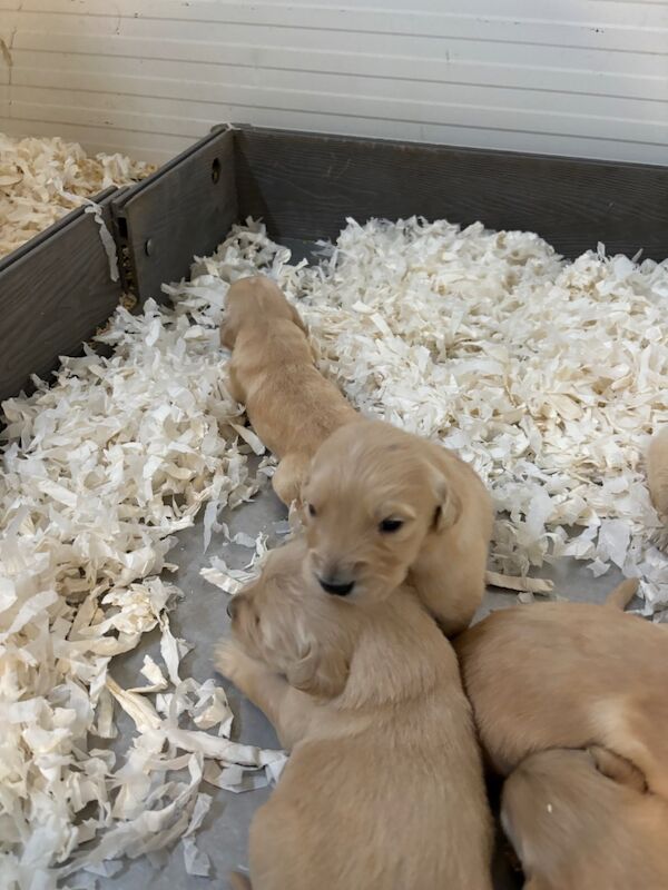 Golden Retrievers for sale in Witham, Essex