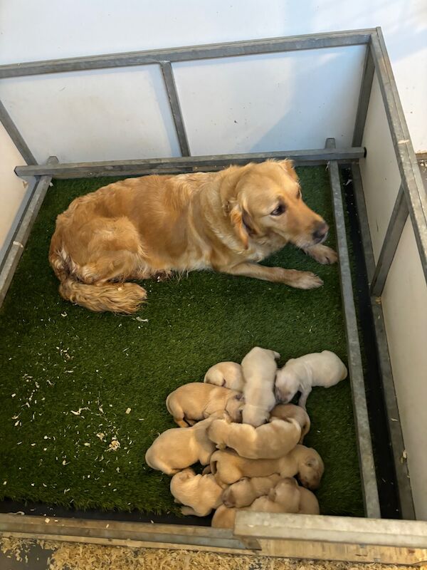 Golden Retriever Puppies for sale