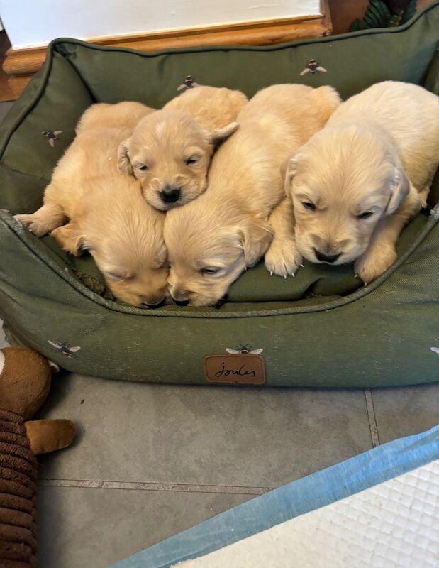 Quality KC reg Golden Retriever pups for sale in Witham, Essex