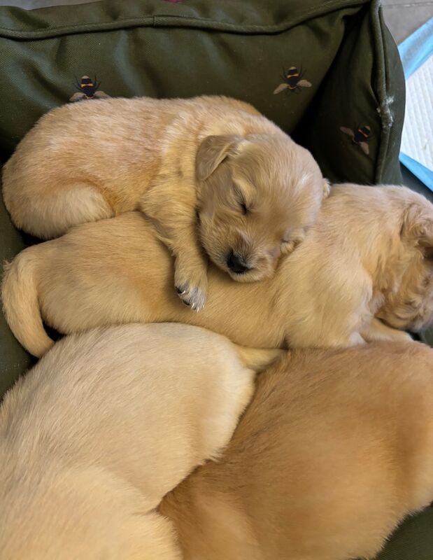 Golden Retrievers for sale in Witham, Essex