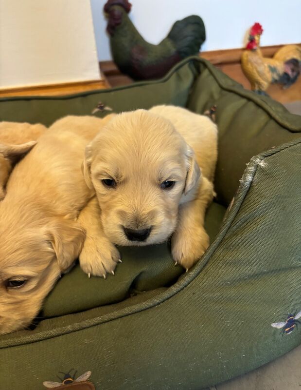 Golden Retriever Puppies for sale