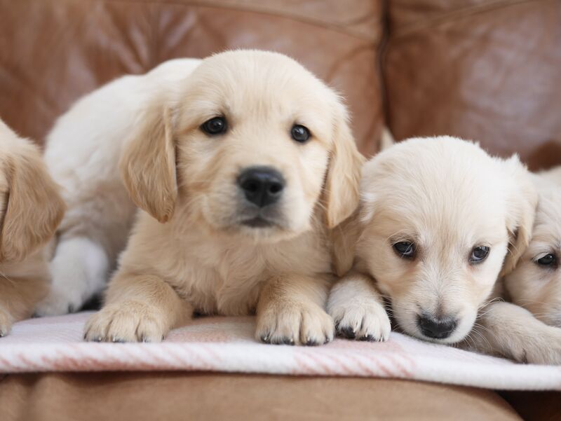 Quality KC Registered Health Tested Golden Retriever Puppies for sale in Swansea/Abertawe, Swansea - Image 2