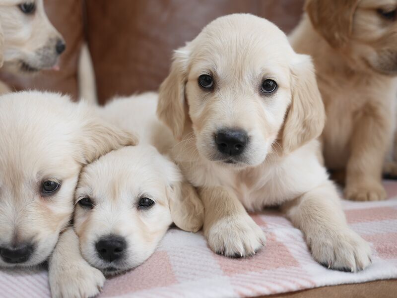 Quality KC Registered Health Tested Golden Retriever Puppies for sale in Swansea/Abertawe, Swansea - Image 3