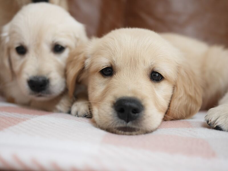 Quality KC Registered Health Tested Golden Retriever Puppies for sale in Swansea/Abertawe, Swansea - Image 4