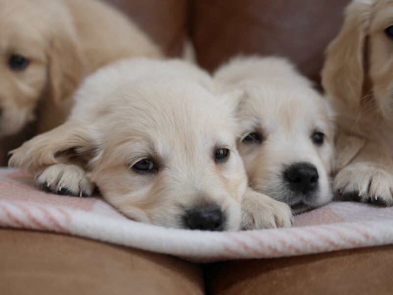 Quality KC Registered Health Tested Golden Retriever Puppies for sale in Swansea/Abertawe, Swansea - Image 5