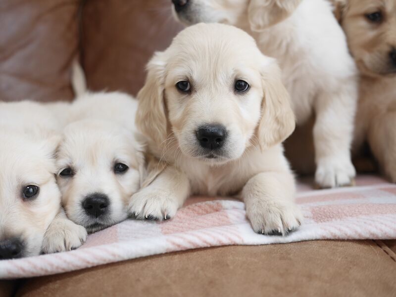 Quality KC Registered Health Tested Golden Retriever Puppies for sale in Swansea/Abertawe, Swansea - Image 6