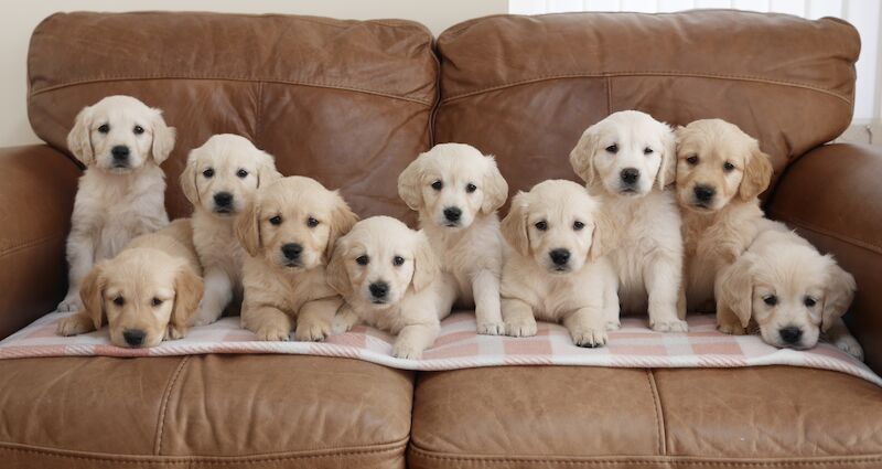 Quality KC Registered Health Tested Golden Retriever Puppies for sale in Swansea/Abertawe, Swansea - Image 7