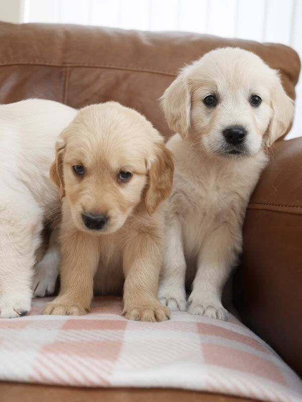 Quality KC Registered Health Tested Golden Retriever Puppies for sale in Swansea/Abertawe, Swansea - Image 8