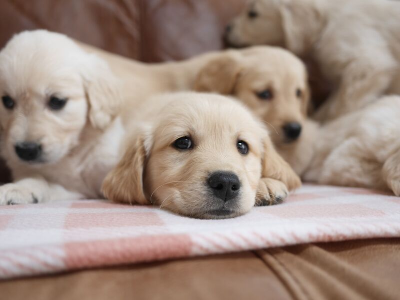 Quality KC Registered Health Tested Golden Retriever Puppies for sale in Swansea/Abertawe, Swansea - Image 9