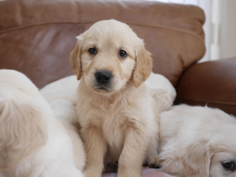 Quality KC Registered Health Tested Golden Retriever Puppies for sale in Swansea/Abertawe, Swansea - Image 10