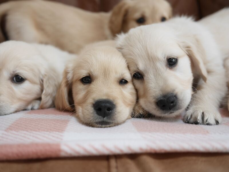 Quality KC Registered Health Tested Golden Retriever Puppies for sale in Swansea/Abertawe, Swansea - Image 11