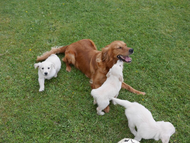 Quality KC Registered Health Tested Golden Retriever Puppies for sale in Swansea/Abertawe, Swansea - Image 12