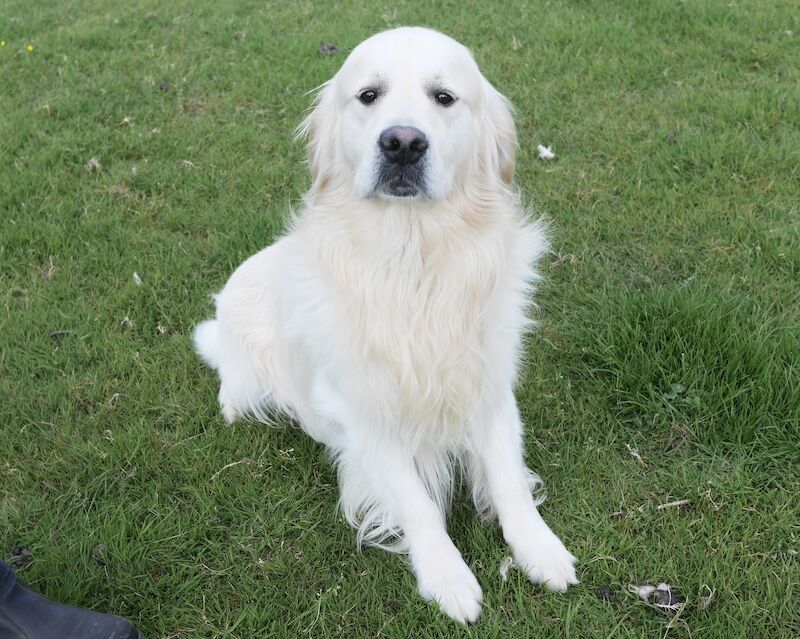 Quality KC Registered Health Tested Golden Retriever Puppies for sale in Swansea/Abertawe, Swansea - Image 13