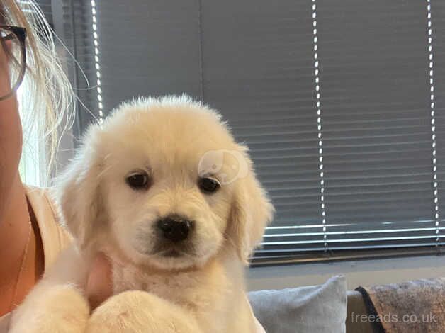 Ready now 2 left golden retriever pups for sale in Goole, East Riding of Yorkshire - Image 1