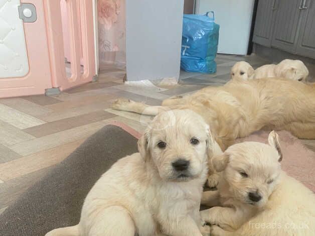 Ready now 2 left golden retriever pups for sale in Goole, East Riding of Yorkshire - Image 2