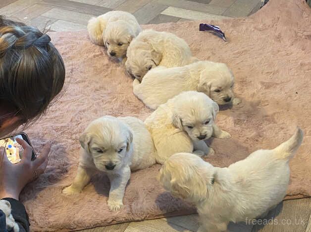 Ready now 2 left golden retriever pups for sale in Goole, East Riding of Yorkshire - Image 4