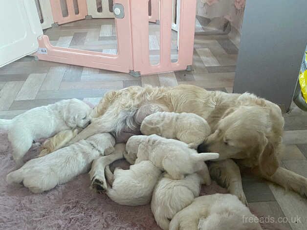 Ready now 2 left golden retriever pups for sale in Goole, East Riding of Yorkshire - Image 5