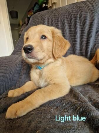 Ready now! goldador puppies for sale in Redditch, Worcestershire - Image 1