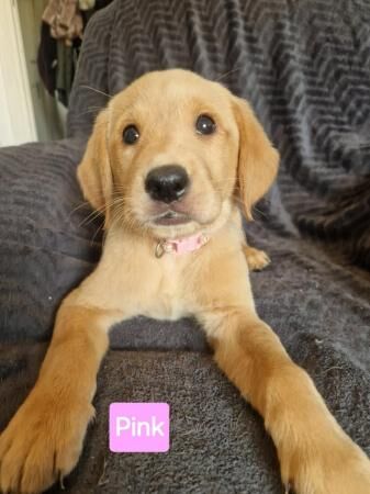 Ready now! goldador puppies for sale in Redditch, Worcestershire - Image 2