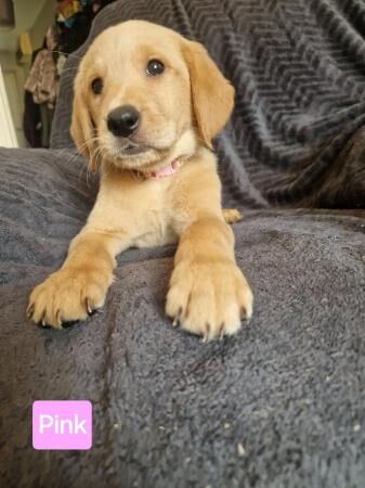 Ready now! goldador puppies for sale in Redditch, Worcestershire - Image 3