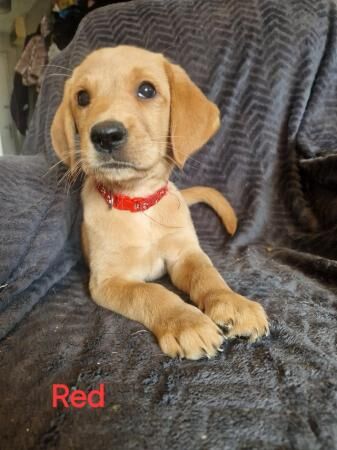 Ready now! goldador puppies for sale in Redditch, Worcestershire - Image 4