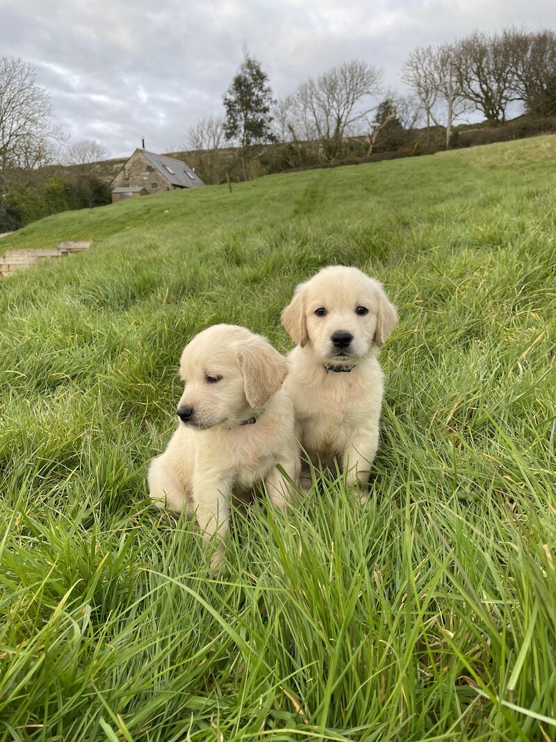 READY this weekend KC Health checked golden retriever puppies for sale in Wareham, Dorset