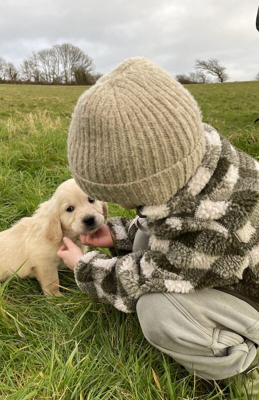 READY this weekend KC Health checked golden retriever puppies for sale in Wareham, Dorset - Image 2