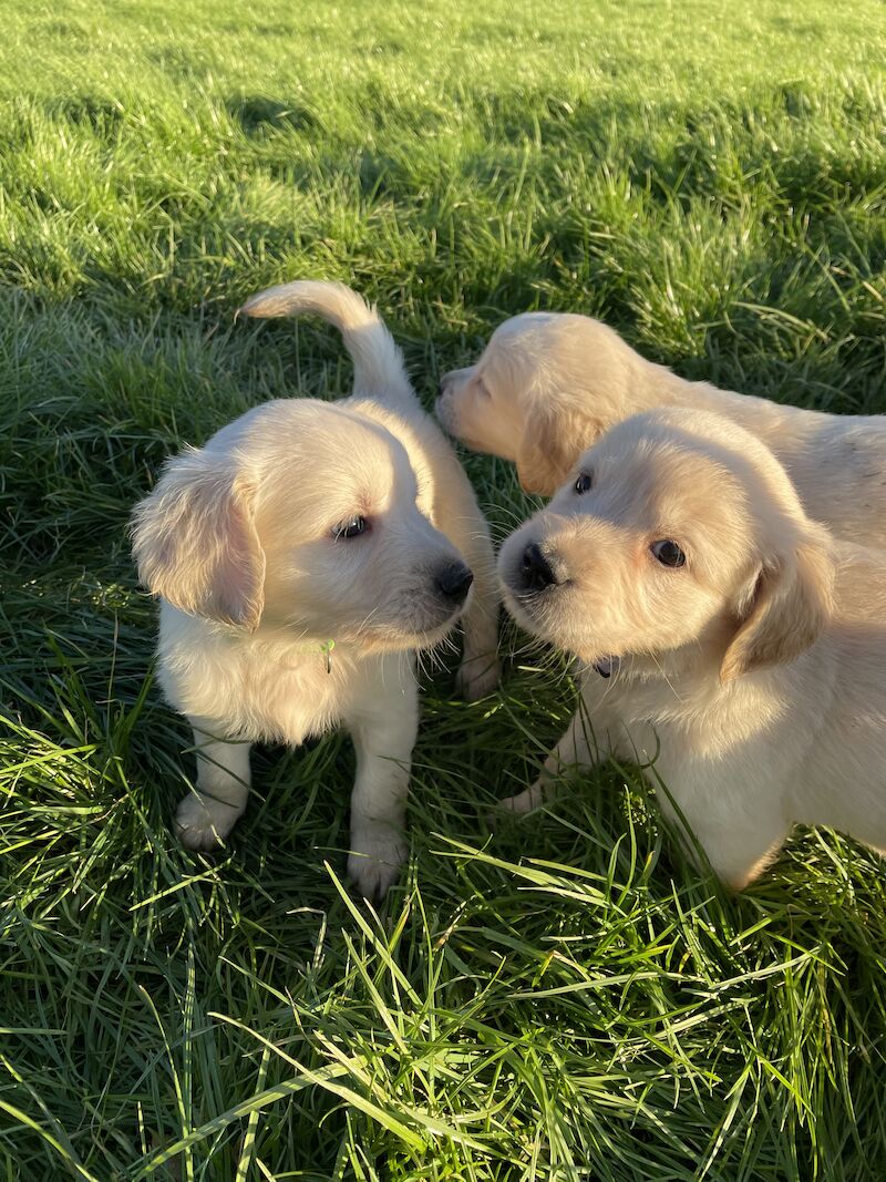 READY this weekend KC Health checked golden retriever puppies for sale in Wareham, Dorset - Image 3