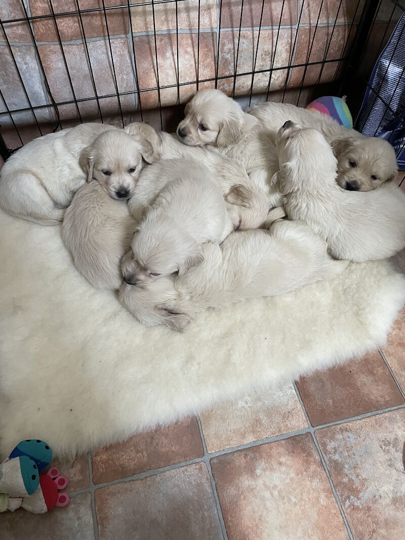 READY this weekend KC Health checked golden retriever puppies for sale in Wareham, Dorset - Image 4