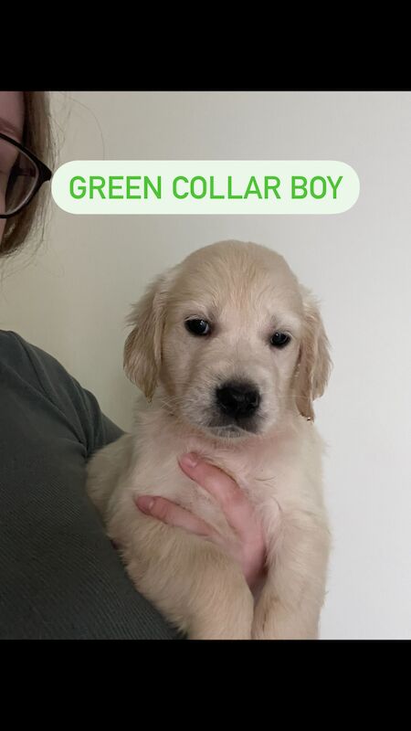 READY this weekend KC Health checked golden retriever puppies for sale in Wareham, Dorset - Image 5