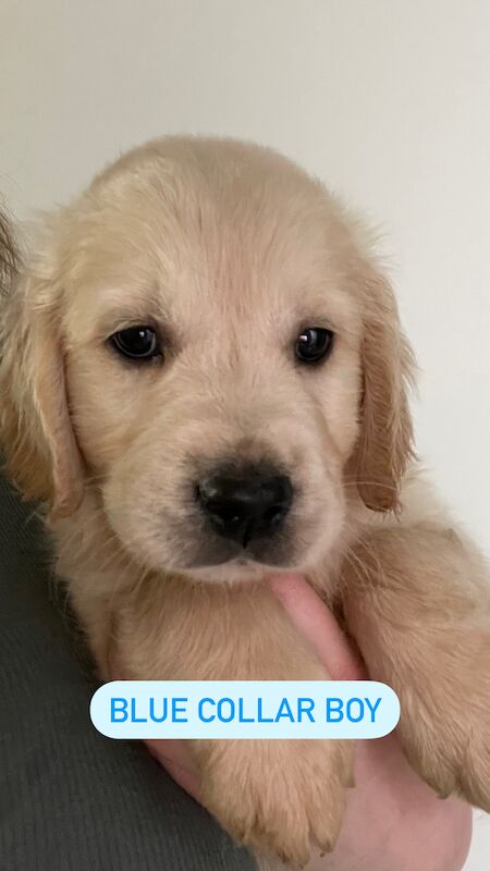 READY this weekend KC Health checked golden retriever puppies for sale in Wareham, Dorset - Image 6