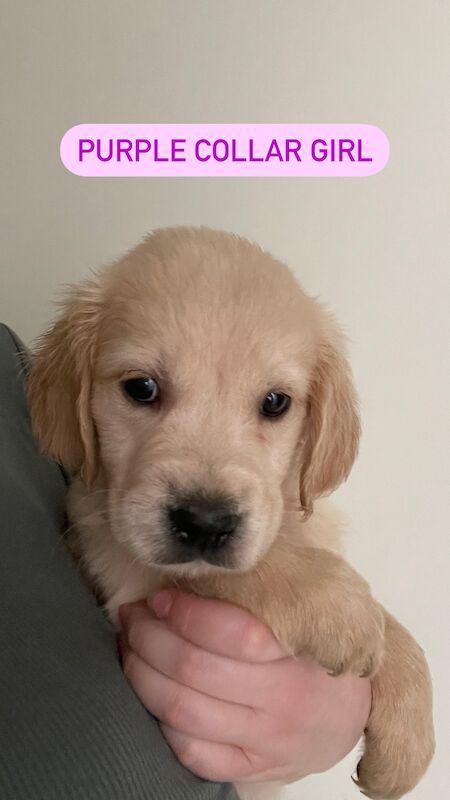 READY this weekend KC Health checked golden retriever puppies for sale in Wareham, Dorset - Image 8