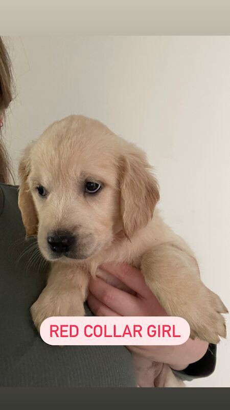 READY this weekend KC Health checked golden retriever puppies for sale in Wareham, Dorset - Image 9