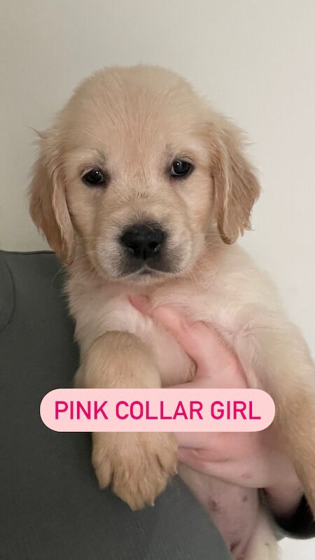 READY this weekend KC Health checked golden retriever puppies for sale in Wareham, Dorset - Image 10