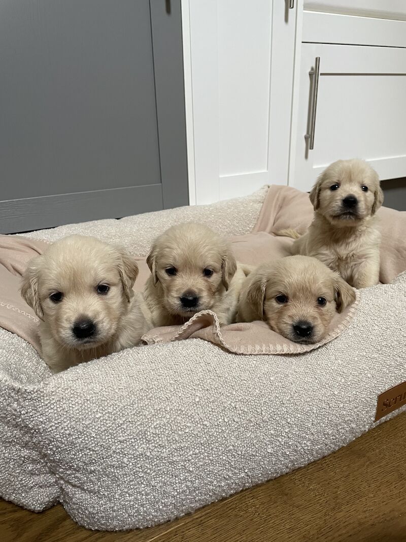 READY this weekend KC Health checked golden retriever puppies for sale in Wareham, Dorset - Image 11