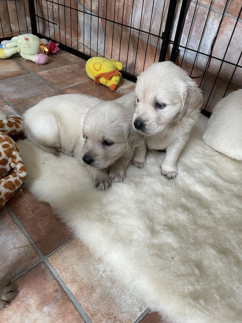 READY this weekend KC Health checked golden retriever puppies for sale in Wareham, Dorset - Image 12