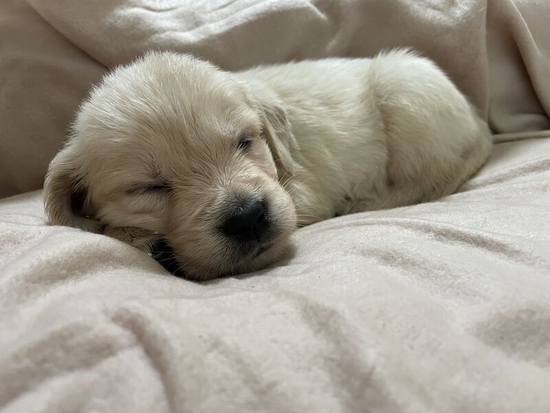 READY this weekend KC Health checked golden retriever puppies for sale in Wareham, Dorset - Image 13