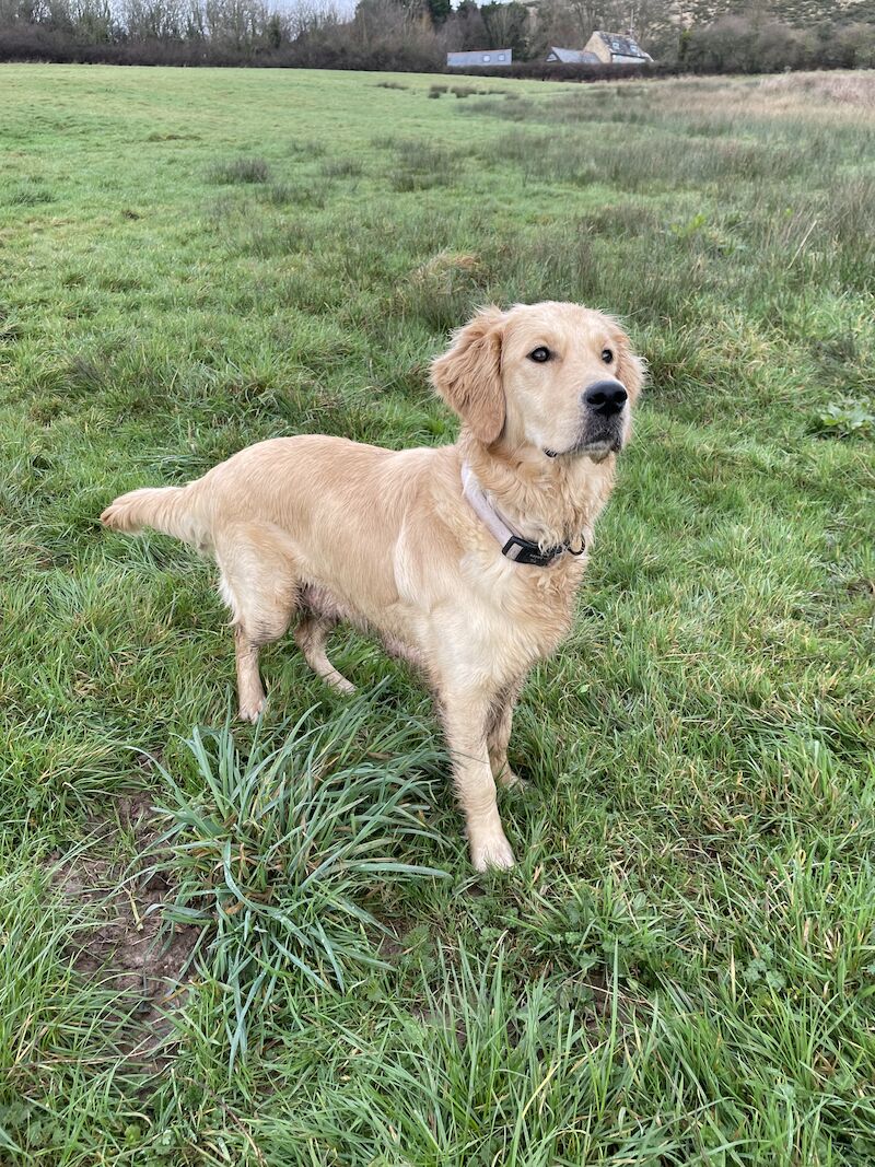 READY this weekend KC Health checked golden retriever puppies for sale in Wareham, Dorset - Image 14