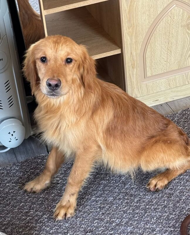 Red Golden Retriever Boy for sale in Faringdon, Oxfordshire - Image 2