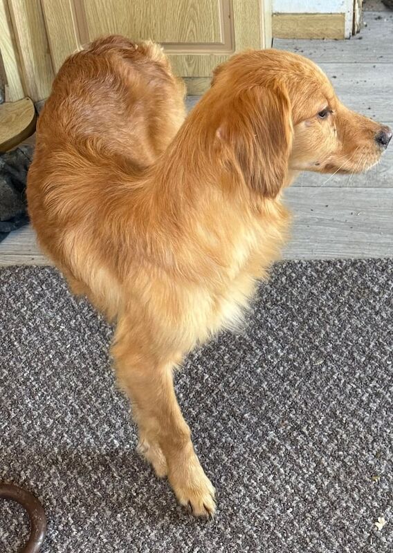 Red Golden Retriever Boy for sale in Faringdon, Oxfordshire - Image 3