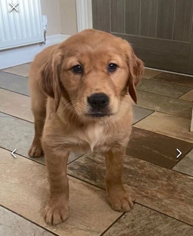 ❤️🐶 Red Golden retriever pup 3 months old fully trained! for sale in Bolton, Greater Manchester - Image 1