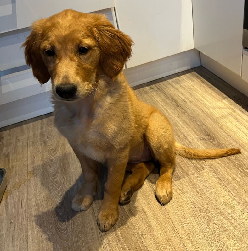 ❤️🐶 Red Golden retriever pup 3 months old fully trained! for sale in Bolton, Greater Manchester - Image 2