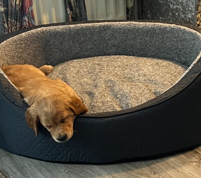 ❤️🐶 Red Golden retriever pup 3 months old fully trained! for sale in Bolton, Greater Manchester - Image 3