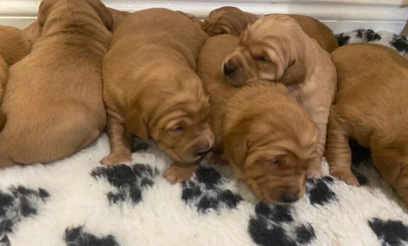 ❤️🐶 Red Golden retriever pup 3 months old fully trained! for sale in Bolton, Greater Manchester - Image 4