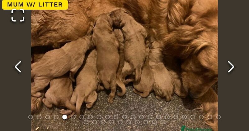 ❤️🐶 Red Golden retriever pup 3 months old fully trained! for sale in Bolton, Greater Manchester - Image 5