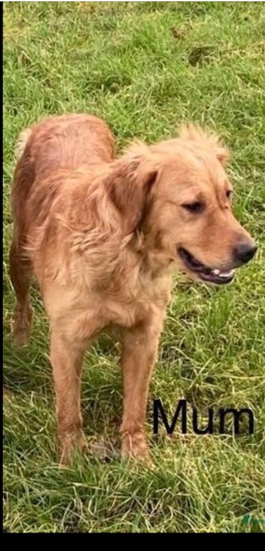 ❤️🐶 Red Golden retriever pup 3 months old fully trained! for sale in Bolton, Greater Manchester - Image 7