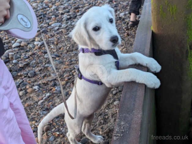 Rehome 4 month old Lexi for sale in Leeds, West Yorkshire